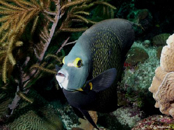 This photo of a French Angel was taken in Roatan. This pa... by Steven Anderson 